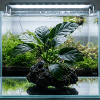 Anubias