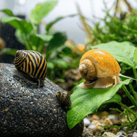 Snails
