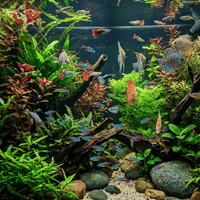 Aquatics