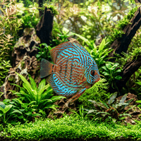 Discus