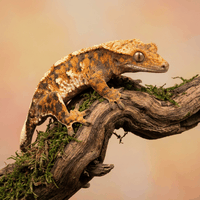 Crested Geckos