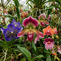Orchids