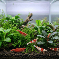 Shrimp